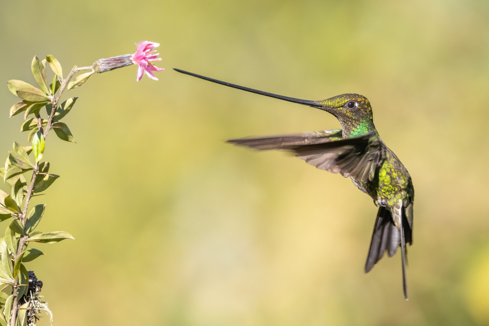 image Sword-billed Hummingbird